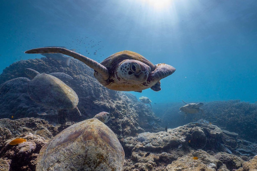 A photograph taken underwater of a reef and several large turtles are swimming around.