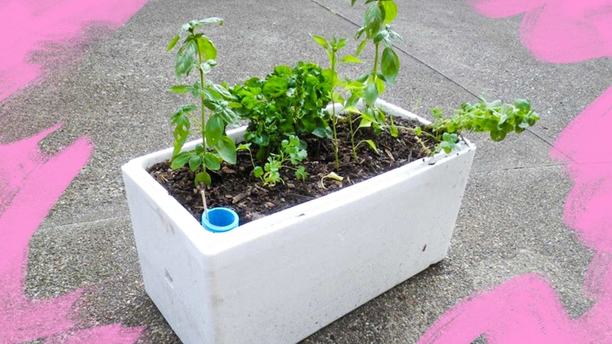 Herb seedlings growing in a styrofoam box which as been repurposed as a self watering garden bed.