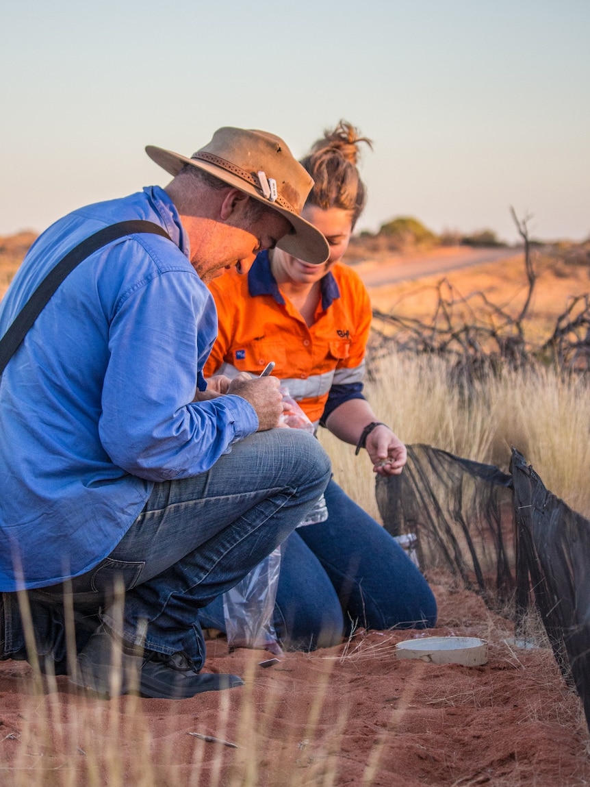 Two members of the Arid Recovery team crouching down in the reserve setting up a trap. 
