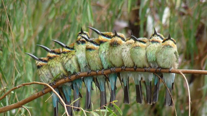 Birds sheltering from drizzle in a tree at Clare in South Australia.