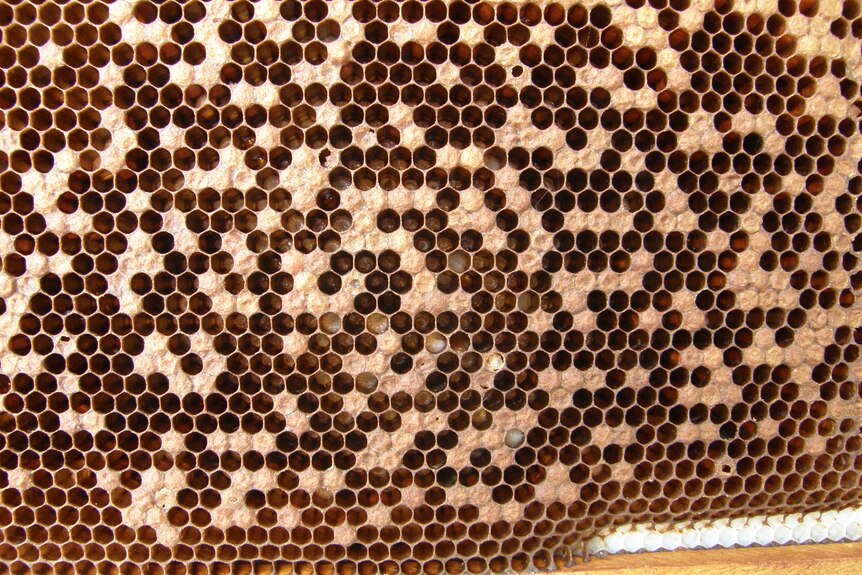 mid shot of honeycomb showing holes where caps have sunken