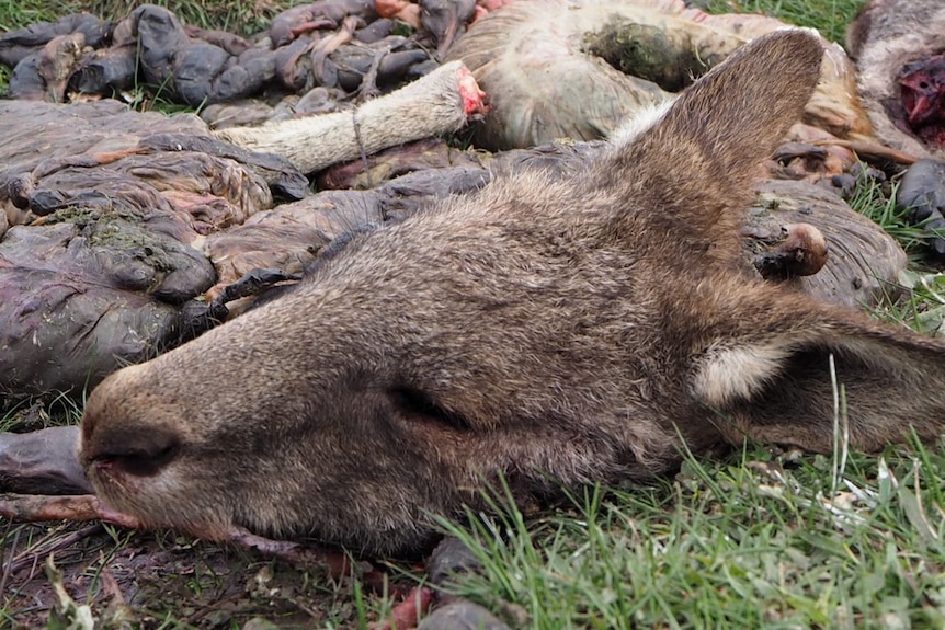 A severed kangaroo head on the ground.