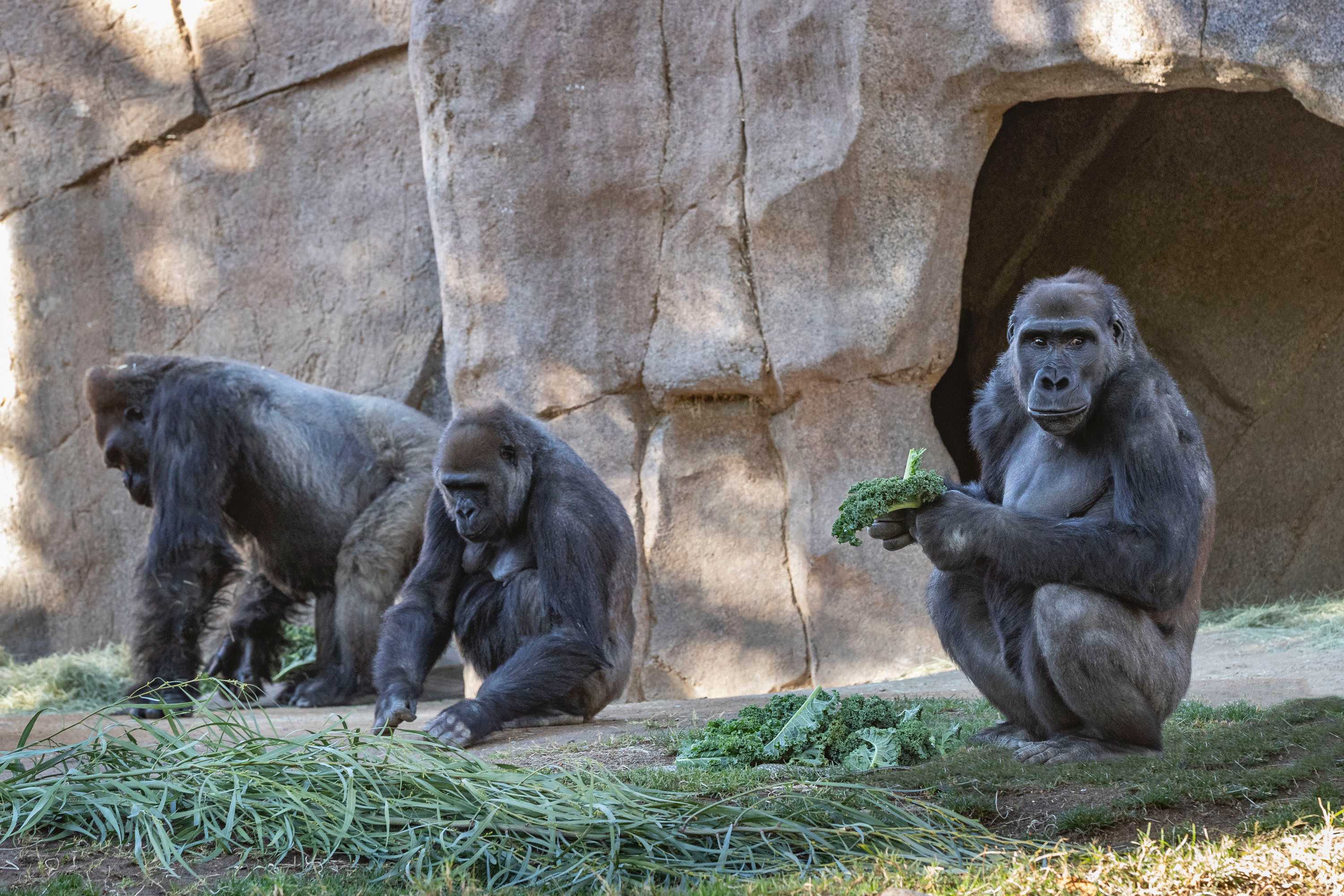Several members of the gorilla troop at the San Diego Zoo Safari Park.