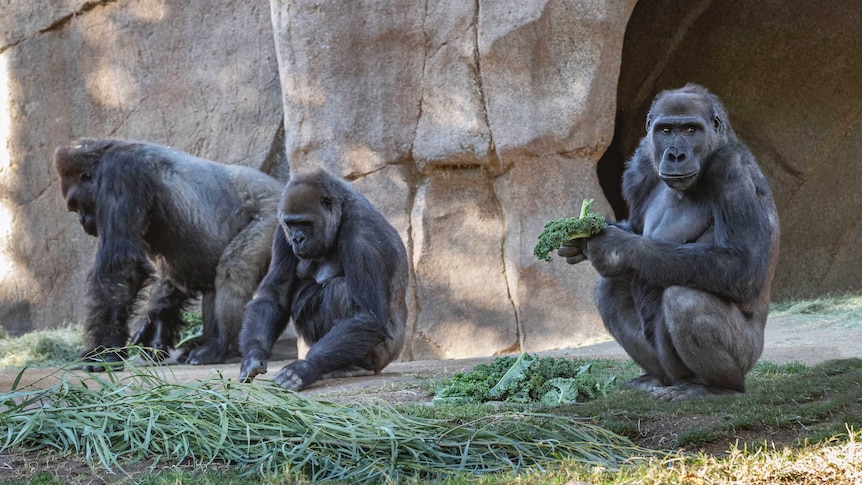 Several members of the gorilla troop at the San Diego Zoo Safari Park.