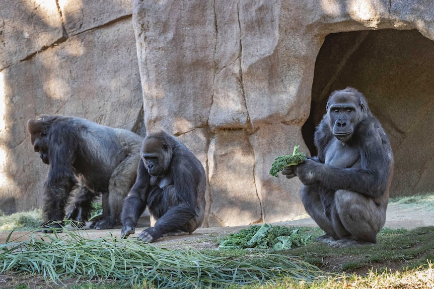 Plusieurs membres de la troupe de gorilles au San Diego Zoo Safari Park.