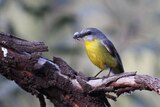 a blue and yellow bird sits on a branch eating a fly.