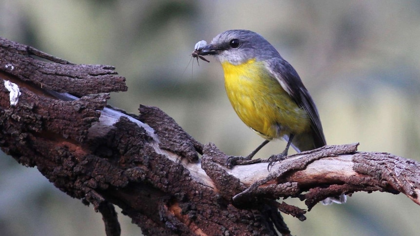 a blue and yellow bird sits on a branch eating a fly.