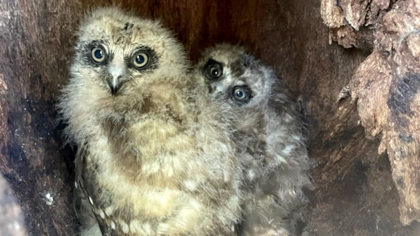 Two owl chicks in a tree hallow.