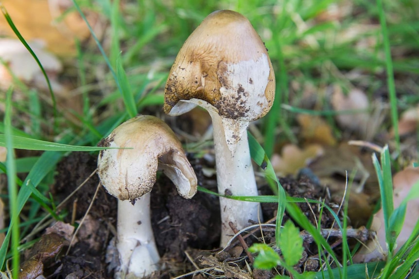 Death cap mushrooms