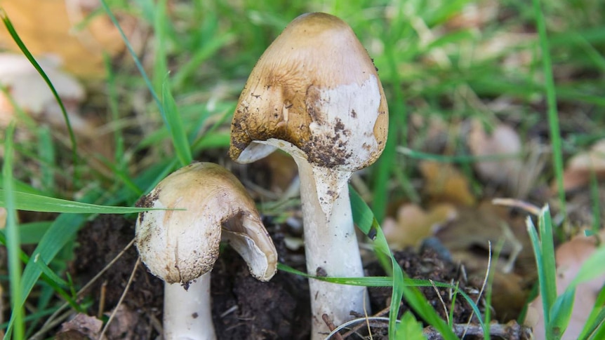 The caps are not yet fully expanded on these young specimens.