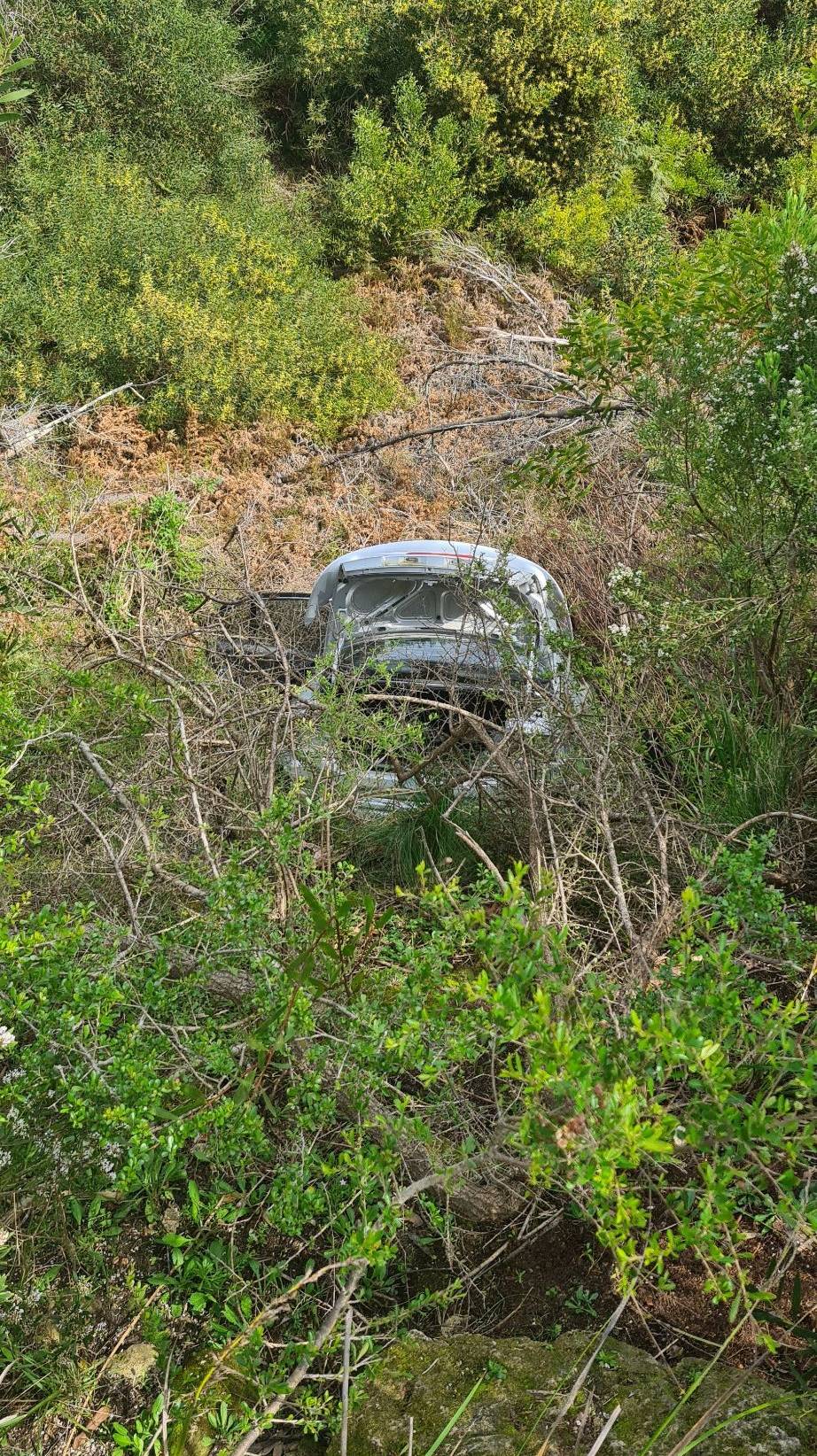 A car among plants