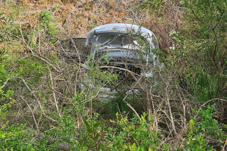 A car among plants