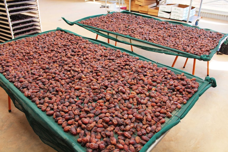 A mid shot of two 4m x 2m drying racks full with brown golf-ball-sized Medjool dates