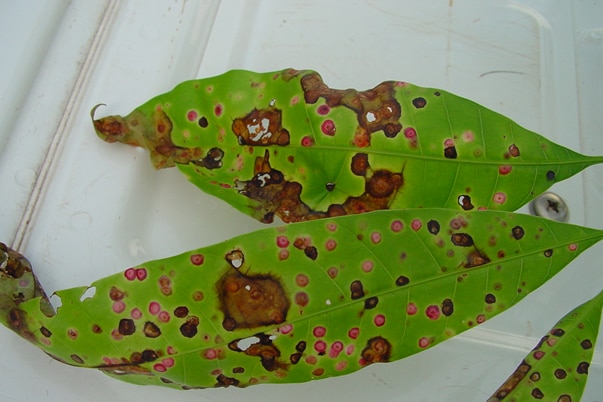 two leaves, damaged with holes and brown spots
