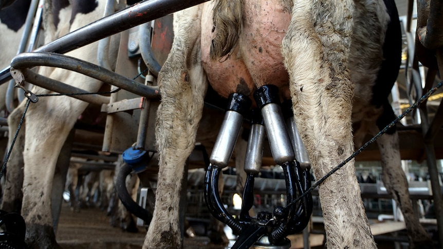 A cow's full udder with silver milking cups attached.
