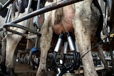 A cow's full udder with silver milking cups attached.