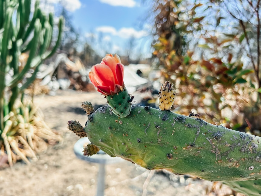 red cactus flower with burnt out bushland behind