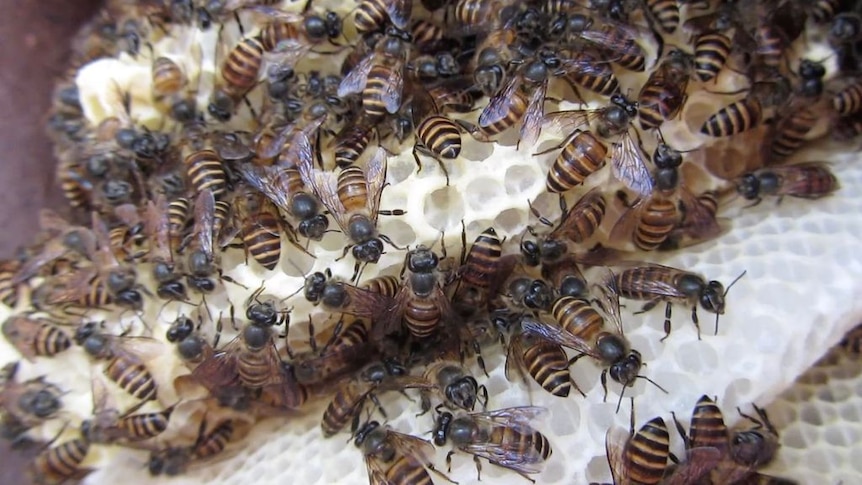 Bees cluster around honeycombe 