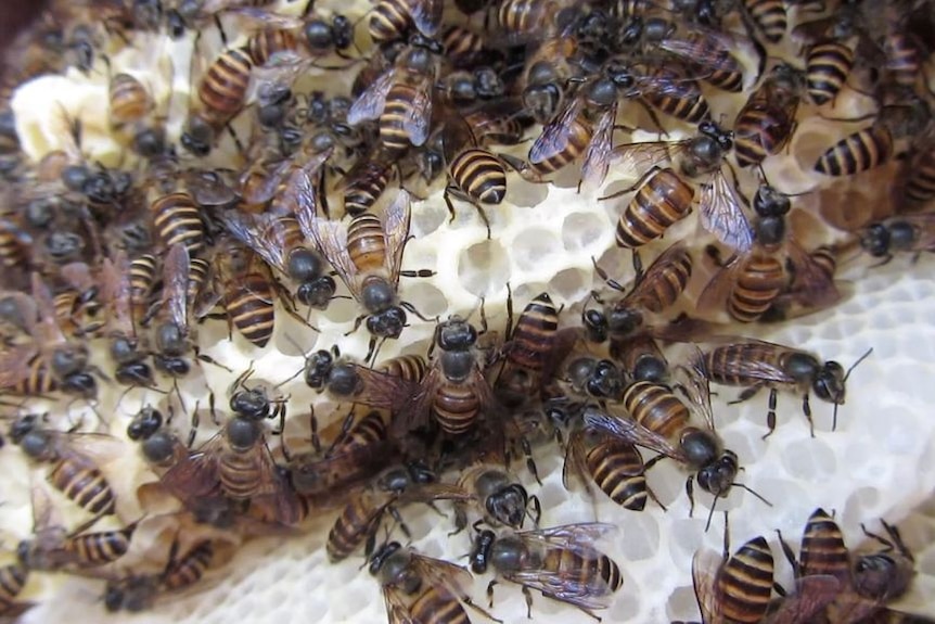 Bees cluster around honeycombe 