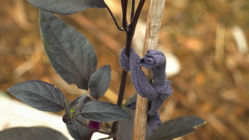 Blue fabric is used to tie a plant to a wooden stake.