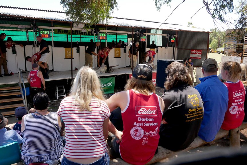 Spectators watch a shearing competition.