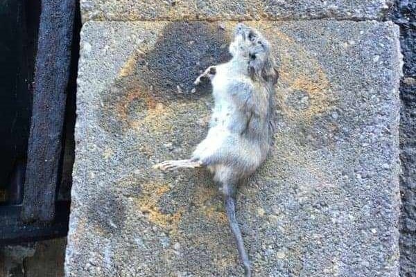 A well-fed, dead grey and cream rodent laid out on a grey paver.