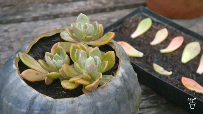 Top Tip: Propagating Succulents - Gardening Australia