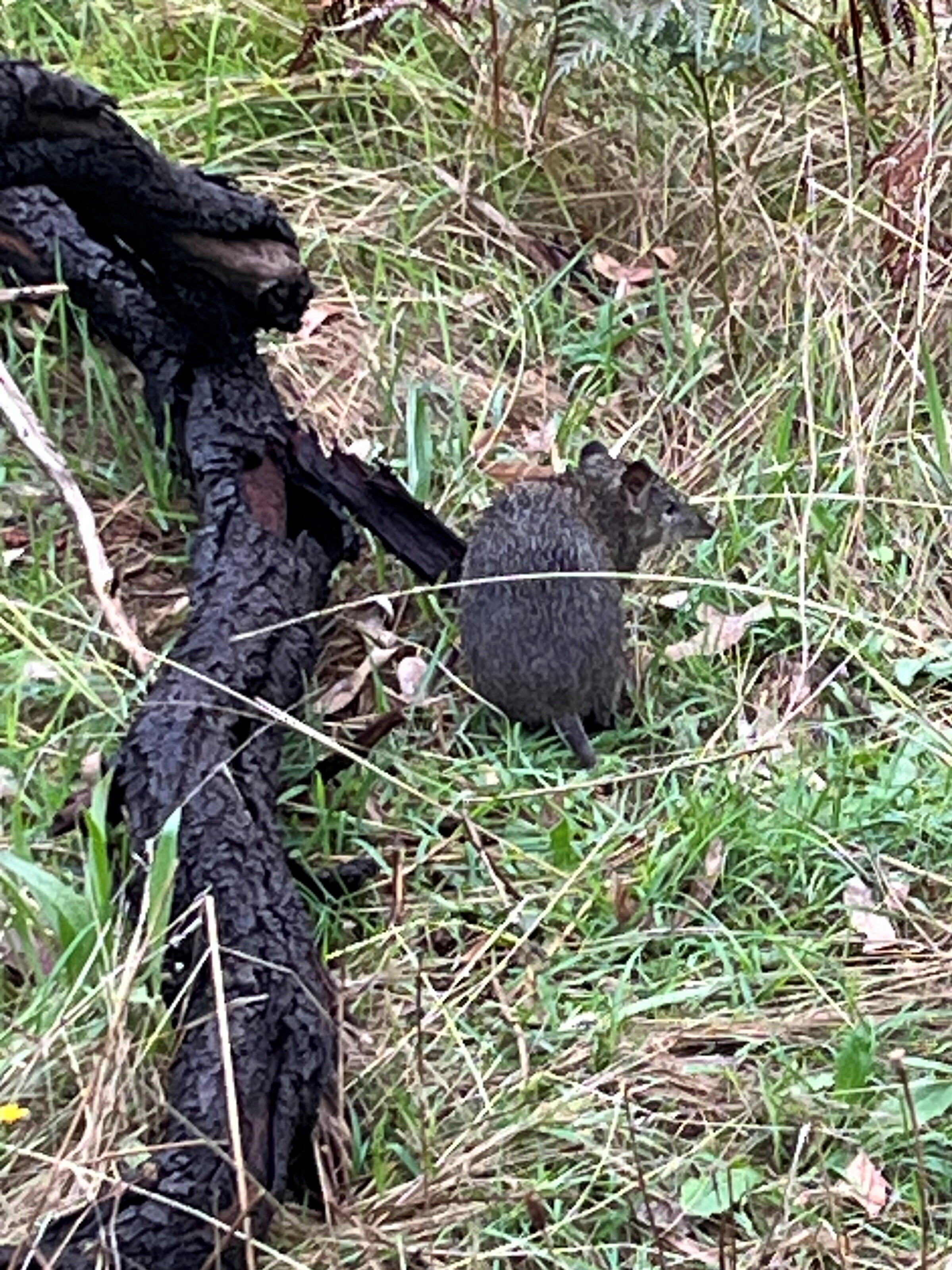 A bandicoot in the grass