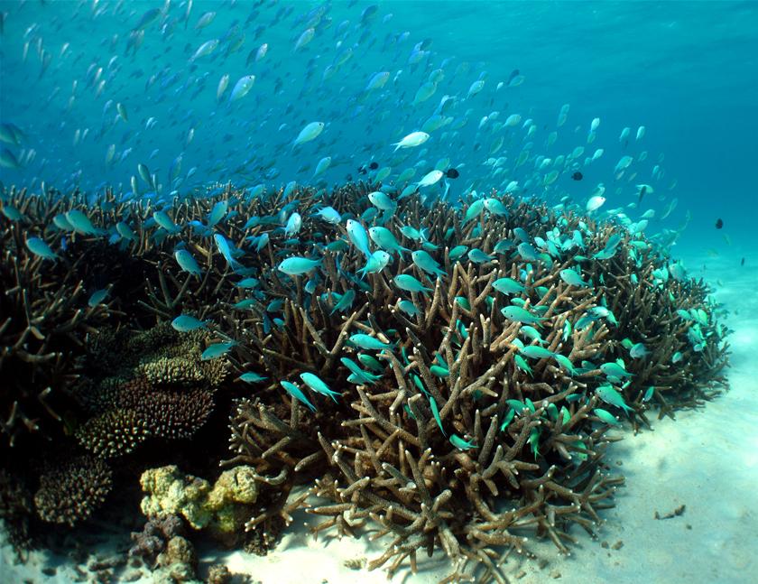 Andrew Forrest to convert Ningaloo Reef site into luxury ecotourism