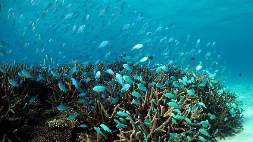 A school of fish among coral at Ningaloo Reef.