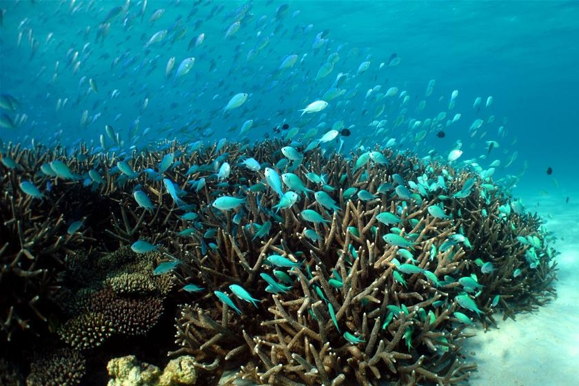 A school of fish among coral at Ningaloo Reef.