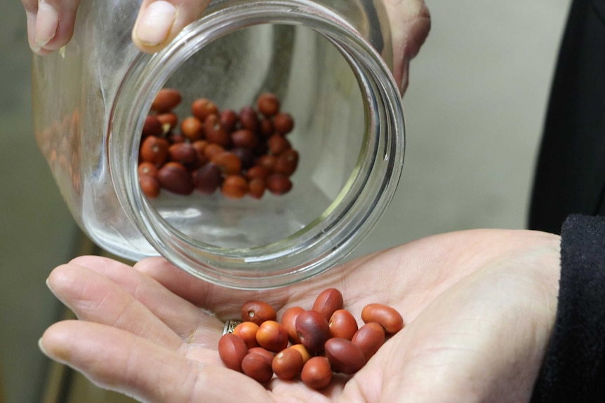 Orangey-brown seeds from a jar.