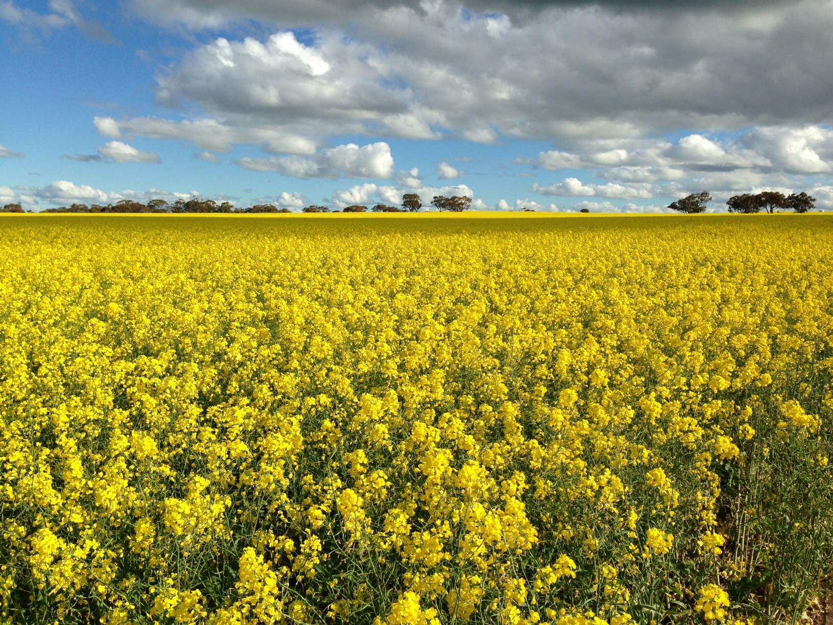 A field of beautiful yellow flowers.