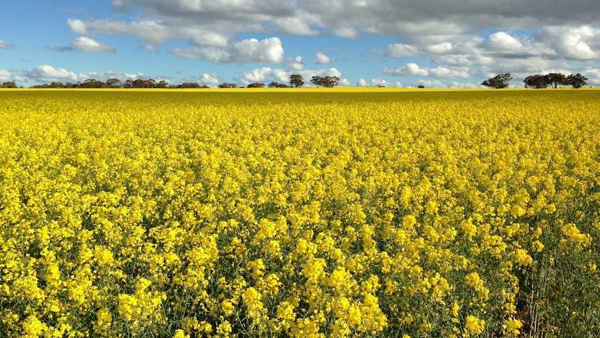 Canola crop in Kojonup