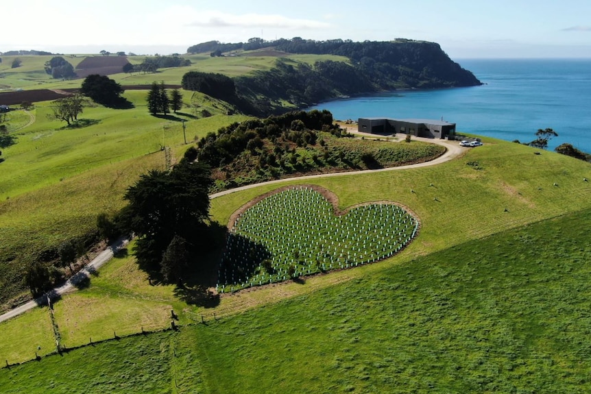 An aerial view of a lush green, coastal farm in Table Cape with hundreds of young trees planted in the shape of a love heart.