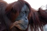Orangutan terua di kebun binatang mati
