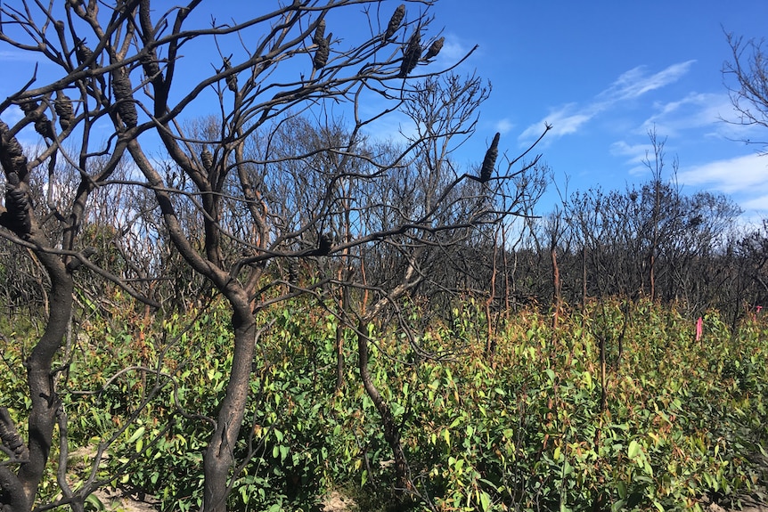 Vegetation returns around burnt areas of the Royal National Park.