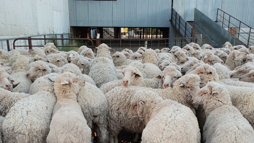 A mob of about white sheep in a holding yard, a corrugated iron shearing shed behind them.