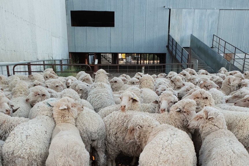 A mob of about white sheep in a holding yard, a corrugated iron shearing shed behind them.