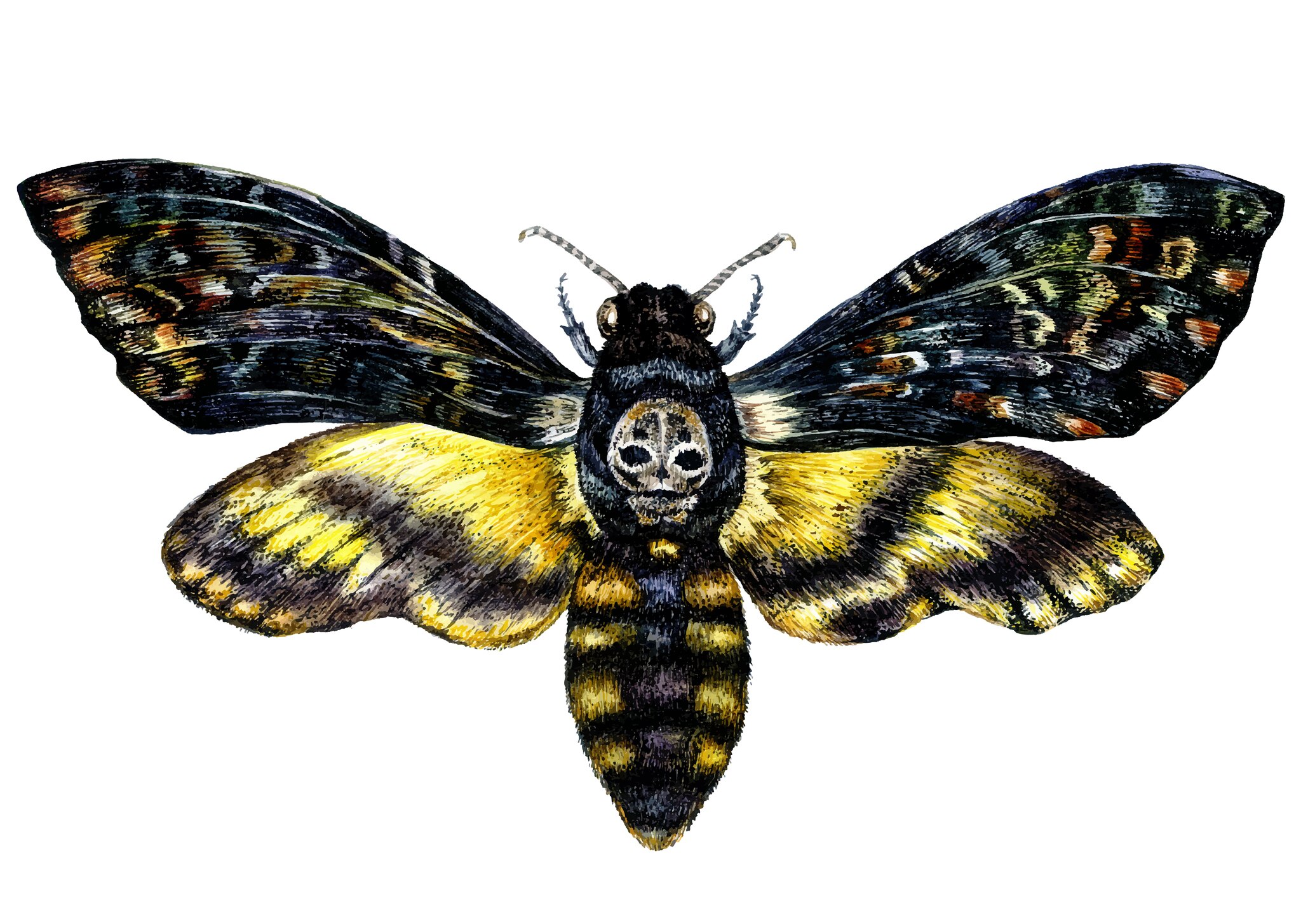 X Acherontia Atropos Deaths Head Hawk Moth A1 Unmounted Specimen ...