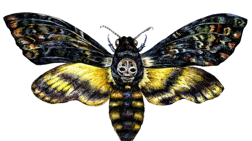 An illustration of a moth.