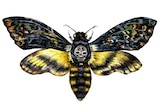 An illustration of a moth.