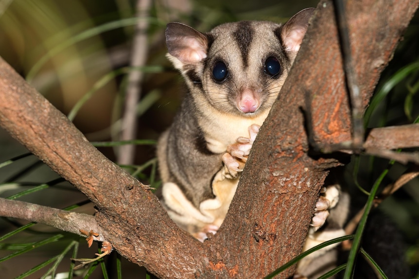 Close-up of a squirrel glider in a tree