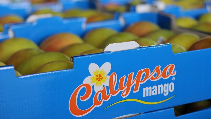 a stack of Calypso mango boxes