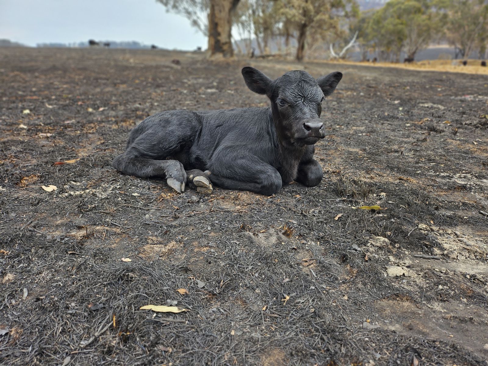 A black calf lays in a burnt out field