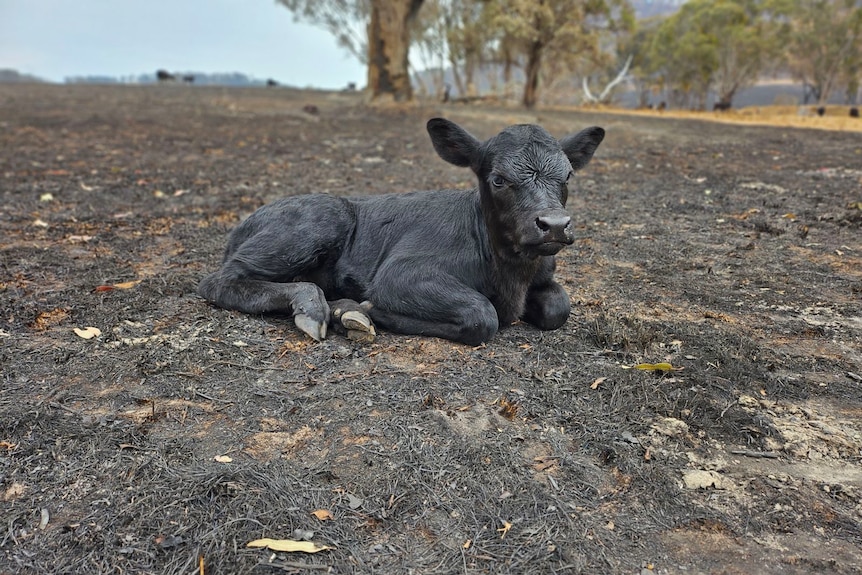 A black calf lays in a burnt out field