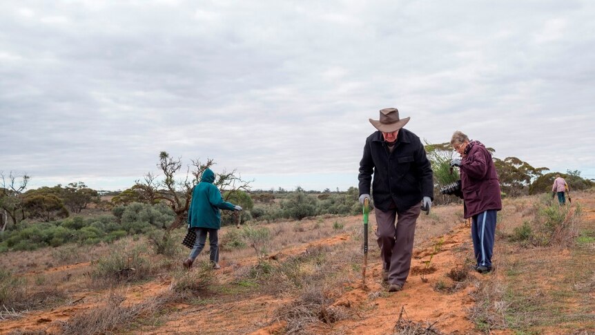 Older people plant seedling in a barren national park