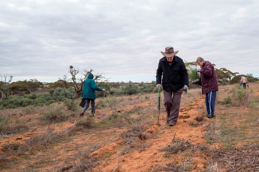 Older people plant seedling in a barren national park