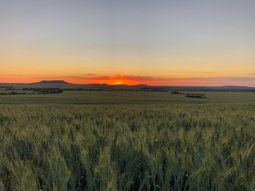 Wheat sunset