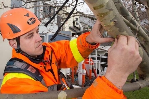 A worker in orange safety gear is planting mistletoe seeds on a tree branch